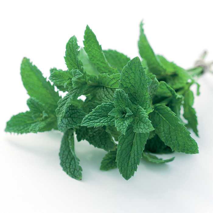 سبزی نعنا موهیتو - سبزی نعنا موهیتو